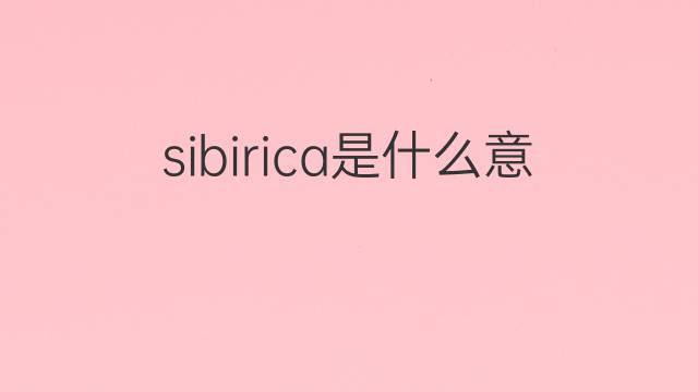 sibirica是什么意思 sibirica的中文翻译、读音、例句