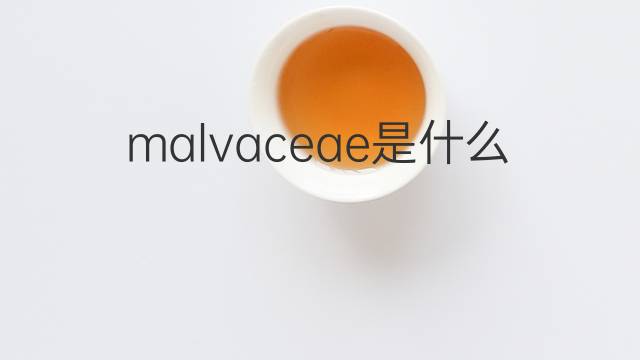 malvaceae是什么意思 malvaceae的中文翻译、读音、例句