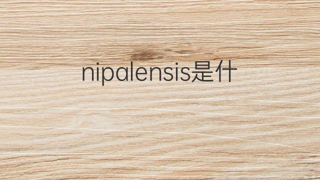 nipalensis是什么意思 nipalensis的中文翻译、读音、例句