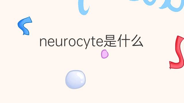 neurocyte是什么意思 neurocyte的中文翻译、读音、例句