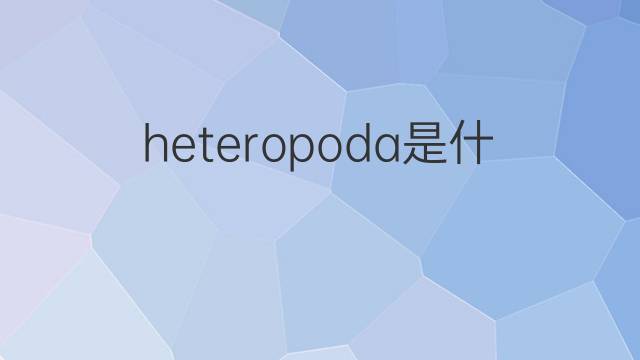 heteropoda是什么意思 heteropoda的中文翻译、读音、例句