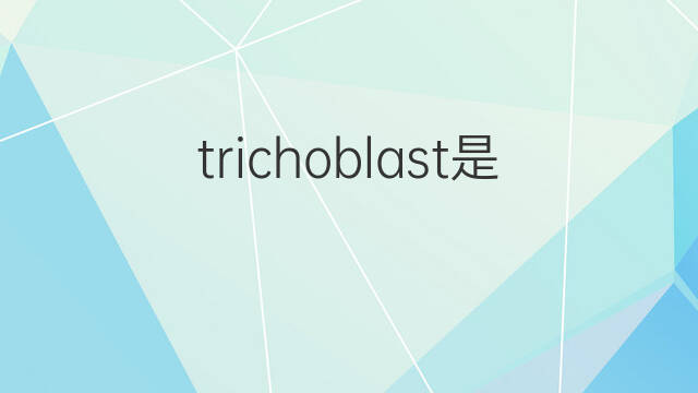 trichoblast是什么意思 trichoblast的中文翻译、读音、例句