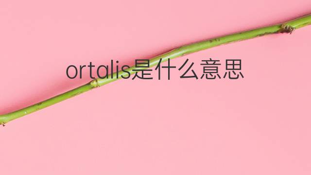 ortalis是什么意思 ortalis的中文翻译、读音、例句
