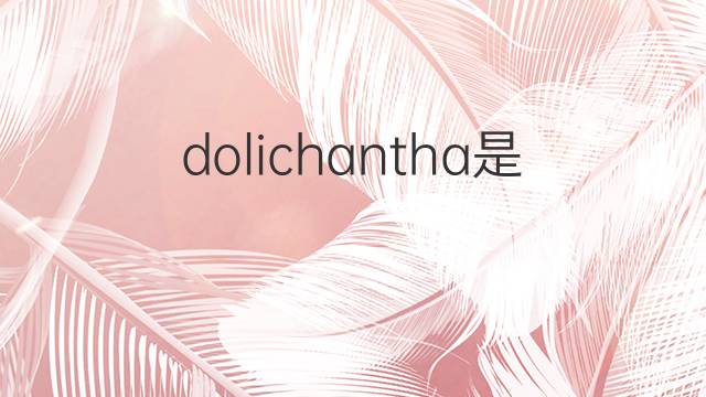 dolichantha是什么意思 dolichantha的中文翻译、读音、例句