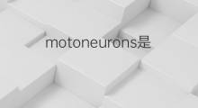 motoneurons是什么意思 motoneurons的中文翻译、读音、例句
