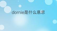 dornie是什么意思 dornie的中文翻译、读音、例句