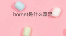 hornet是什么意思 hornet的中文翻译、读音、例句