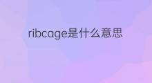 ribcage是什么意思 ribcage的中文翻译、读音、例句