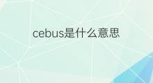cebus是什么意思 cebus的中文翻译、读音、例句