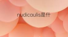 nudicaulis是什么意思 nudicaulis的中文翻译、读音、例句