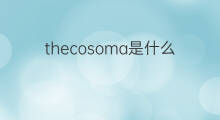 thecosoma是什么意思 thecosoma的中文翻译、读音、例句