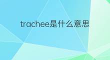 trachee是什么意思 trachee的中文翻译、读音、例句