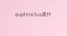 euphractus是什么意思 euphractus的中文翻译、读音、例句