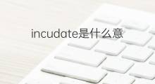 incudate是什么意思 incudate的中文翻译、读音、例句