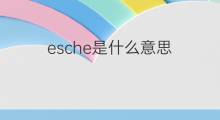 esche是什么意思 esche的中文翻译、读音、例句