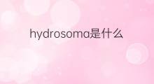 hydrosoma是什么意思 hydrosoma的中文翻译、读音、例句