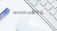ancistrus是什么意思 ancistrus的中文翻译、读音、例句
