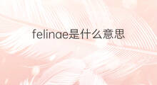 felinae是什么意思 felinae的中文翻译、读音、例句