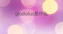 gladiolus是什么意思 gladiolus的中文翻译、读音、例句