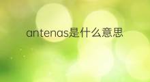 antenas是什么意思 antenas的中文翻译、读音、例句
