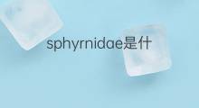 sphyrnidae是什么意思 sphyrnidae的中文翻译、读音、例句