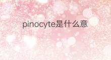 pinocyte是什么意思 pinocyte的中文翻译、读音、例句