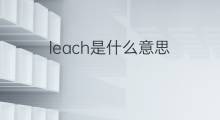 leach是什么意思 leach的中文翻译、读音、例句