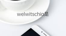 welwitschia是什么意思 welwitschia的中文翻译、读音、例句