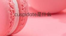 cuspidate是什么意思 cuspidate的中文翻译、读音、例句