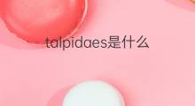 talpidaes是什么意思 talpidaes的中文翻译、读音、例句