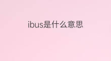 ibus是什么意思 ibus的中文翻译、读音、例句