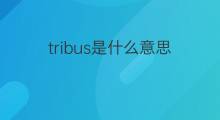 tribus是什么意思 tribus的中文翻译、读音、例句