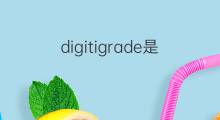 digitigrade是什么意思 digitigrade的中文翻译、读音、例句