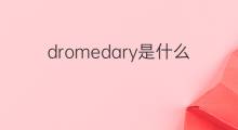 dromedary是什么意思 dromedary的中文翻译、读音、例句