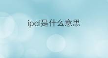 ipal是什么意思 ipal的中文翻译、读音、例句