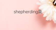 shepherding是什么意思 shepherding的中文翻译、读音、例句