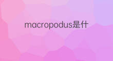 macropodus是什么意思 macropodus的中文翻译、读音、例句