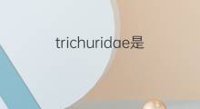trichuridae是什么意思 trichuridae的中文翻译、读音、例句