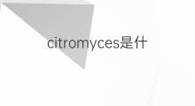 citromyces是什么意思 citromyces的中文翻译、读音、例句