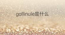 gallinule是什么意思 gallinule的中文翻译、读音、例句