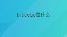 triticeae是什么意思 triticeae的中文翻译、读音、例句
