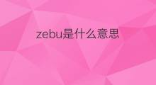 zebu是什么意思 zebu的中文翻译、读音、例句