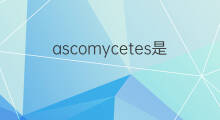 ascomycetes是什么意思 ascomycetes的中文翻译、读音、例句