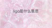 liga是什么意思 liga的中文翻译、读音、例句