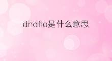 dnafla是什么意思 dnafla的中文翻译、读音、例句