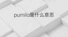 pumila是什么意思 pumila的中文翻译、读音、例句