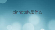 pinnately是什么意思 pinnately的中文翻译、读音、例句