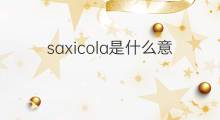 saxicola是什么意思 saxicola的中文翻译、读音、例句