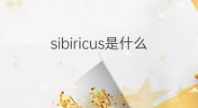 sibiricus是什么意思 sibiricus的中文翻译、读音、例句