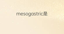 mesogastric是什么意思 mesogastric的中文翻译、读音、例句